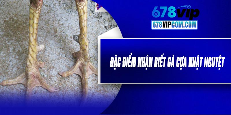 Đặc Điểm Nhận Biết Gà Cựa Nhật Nguyệt