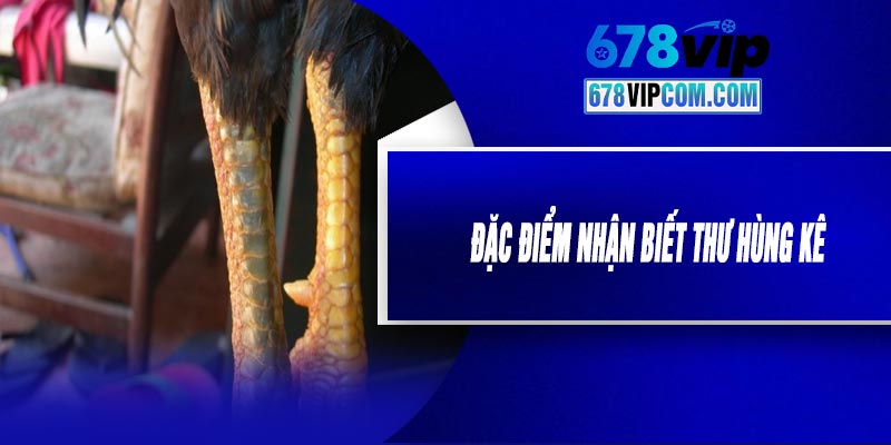 Đặc Điểm Nhận Biết Thư Hùng Kê
