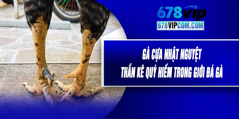 Gà Cựa Nhật Nguyệt - Thần Kê Quý Hiếm Trong Giới Đá Gà