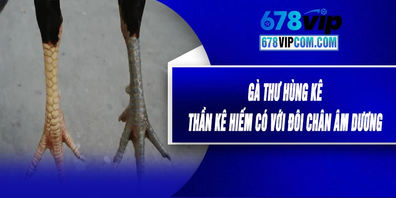 Gà Thư Hùng Kê - Thần Kê Hiếm Có Với Đôi Chân Âm Dương