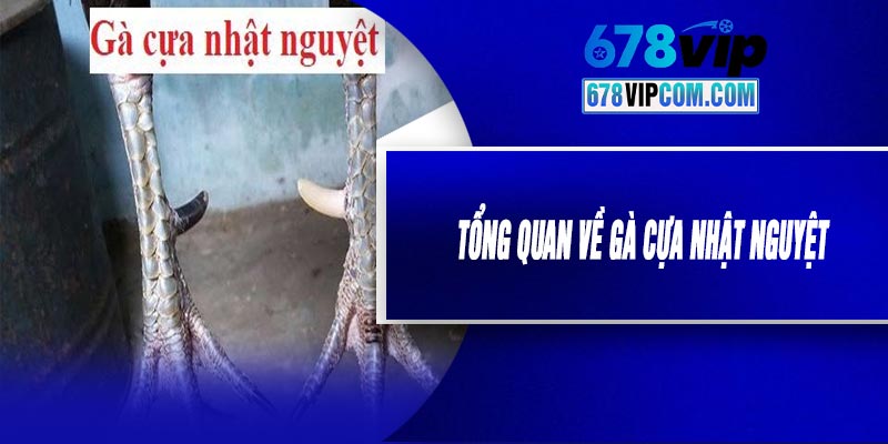 Tổng Quan Về Gà Cựa Nhật Nguyệt
