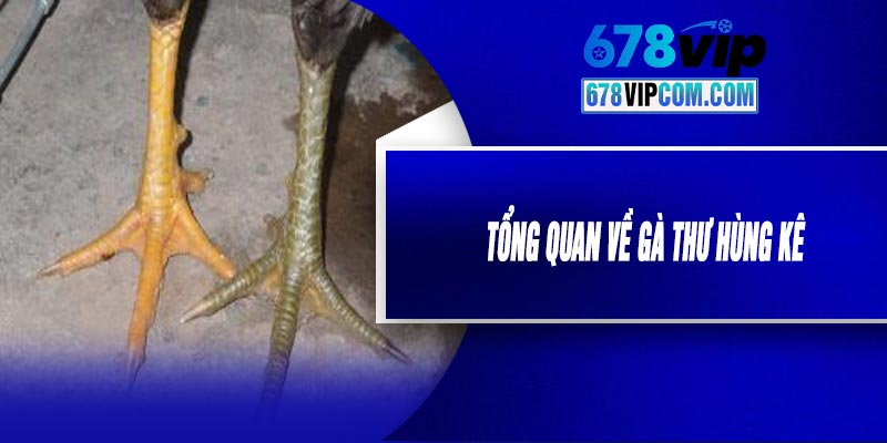 Tổng Quan Về Gà Thư Hùng Kê