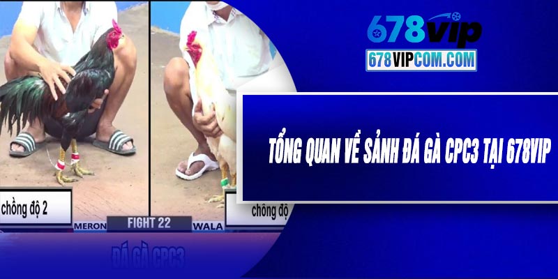 Tổng Quan Về Sảnh Đá Gà CPC3 Tại 678VIP